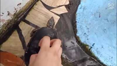 Time to Dance 🐢
