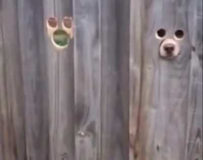 Woof