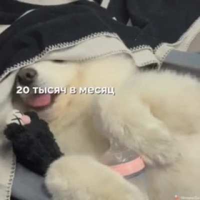 Когда устра<wbr>иваеш<wbr>ься в крупную компа<wbr>нию
