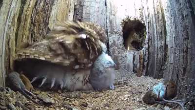 Infertile Tawny Owl's lifeless eggs are replaced with orphaned chicks while Tawny Owl is away