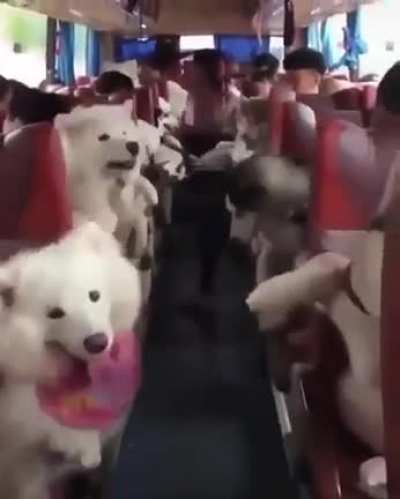 Bus voller Fluff