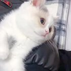 Nonononohnnnggg
