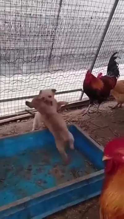 Mga manok ni papa pag walang sabong: