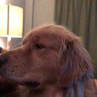 Dog massage