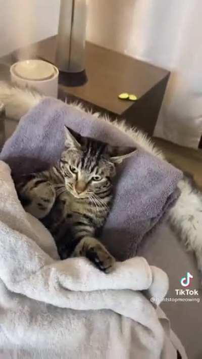 This cat is def payin the bills