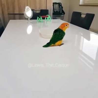 Bird does a slammy whammie dance