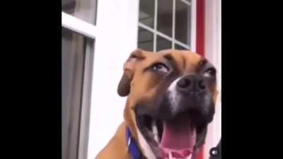That dog tho
