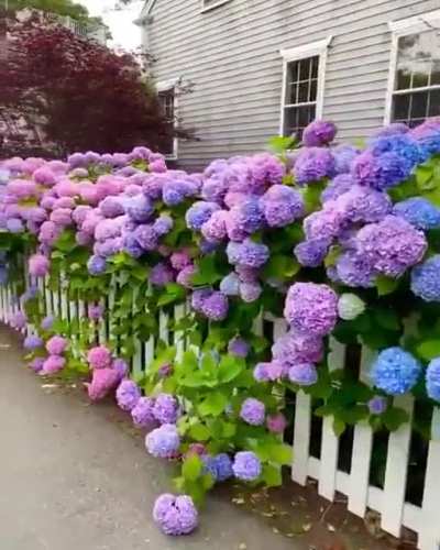 The range of colors of these Hydrangea flowers