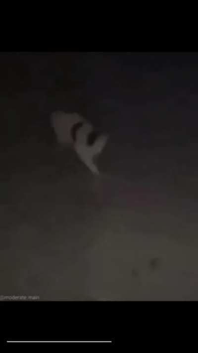 Kitty