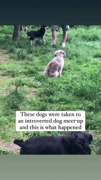 These dogs were taken to an introverted dog meetup and this is what happened