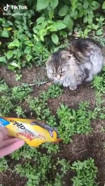 Meow mix