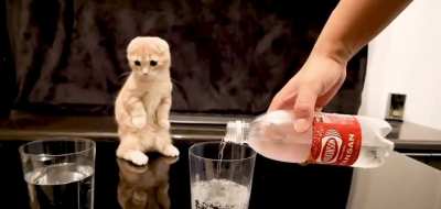 Kitty’s like “dafuq?”