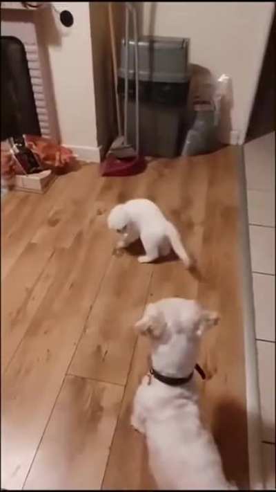 El tango de la muerte