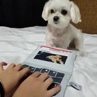 This is how my puppy 🐶 learned to type