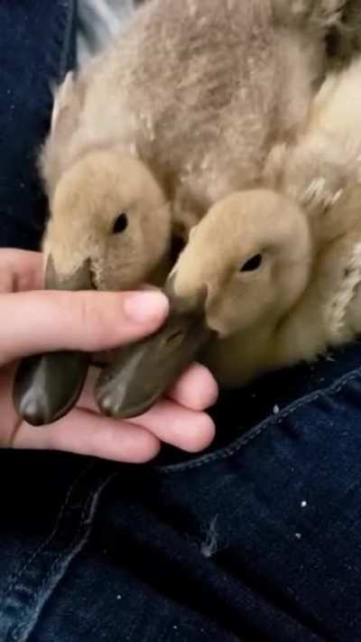Rub a duck!