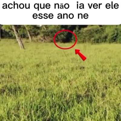 Meme ali