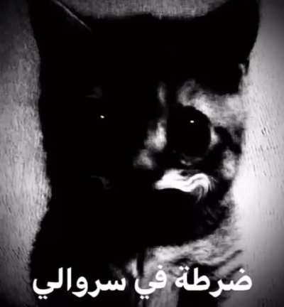 Halal cat