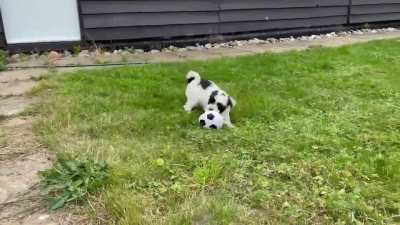 New house zoomies