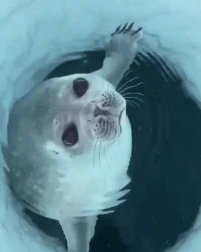 How seals' nose prevents water from entering the lungs
