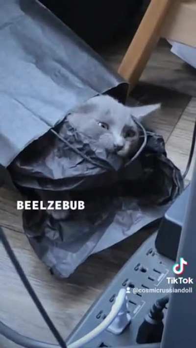 My kitten... Beelzebub!