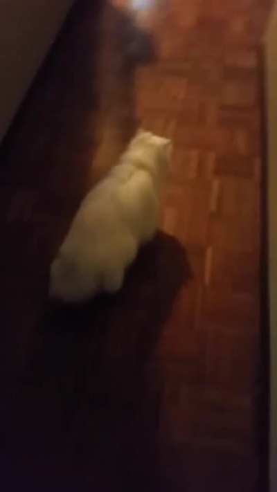 Deaf cat startled by owner returning home