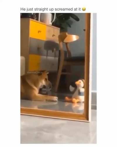 Classic Shiba