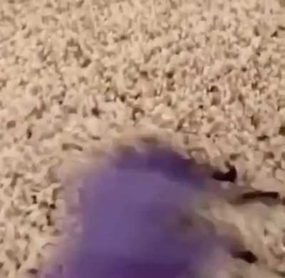 👋🏻🦗