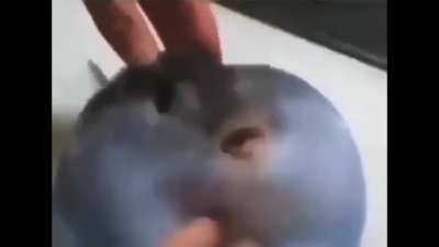 🐡