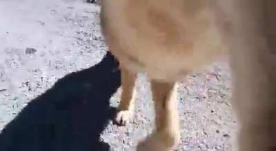 Atacama foxes are not to be trusted