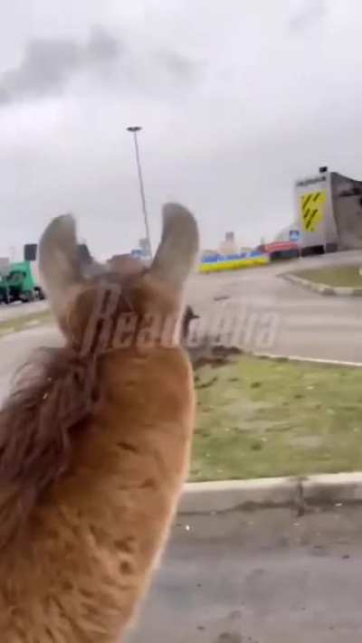 A woman in occupied Kherson (Ukraine) met a lost lama (from the zoo, it's not a typical animal for Ukraine) and saves her