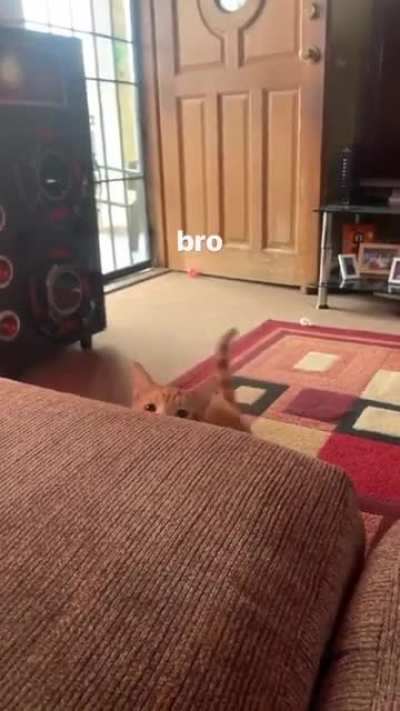 A vicious attack