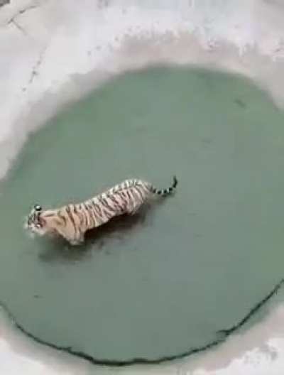 A Duck Trolling a Tiger