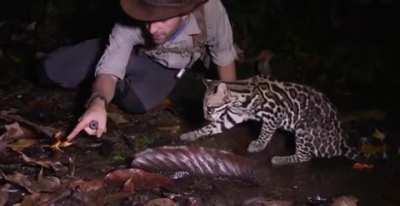 A curious ocelot checking out a crab
