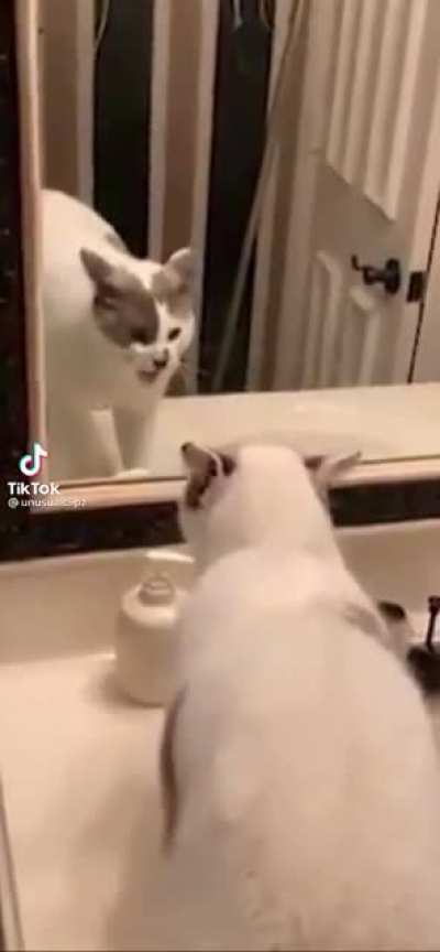 Cat screaming to it's reflection