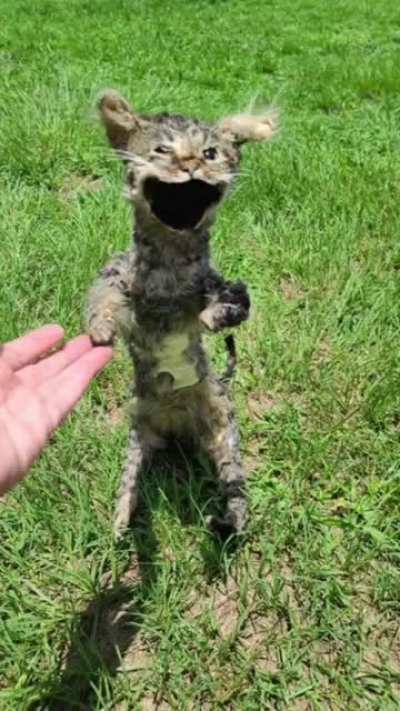 taxidermy cat