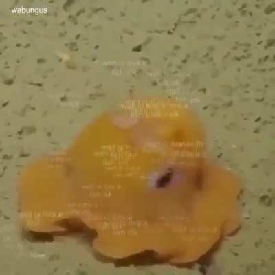 Fissssssßss