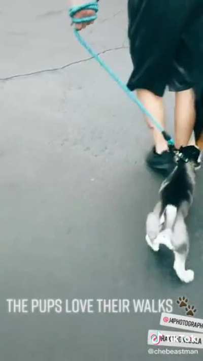 My husky turns 1 today! I wanted to share a video of her having a fun walk to celebrate