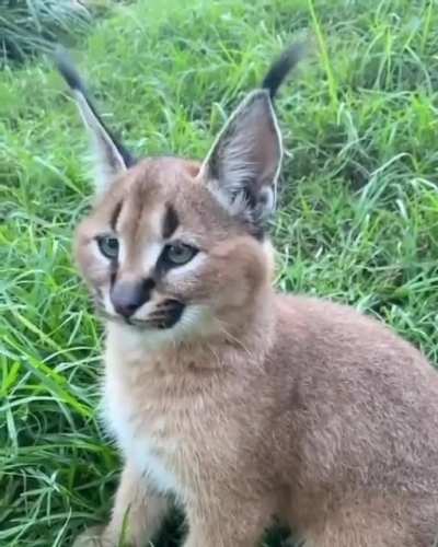 Ear flip
