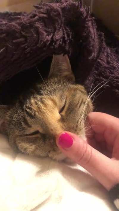 A very gentle boop on a very sleepy kitty all tucked in to her favorite blanket.