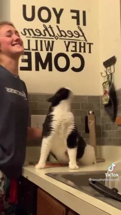 Not my cat, just a video that I can't stop laughing at!