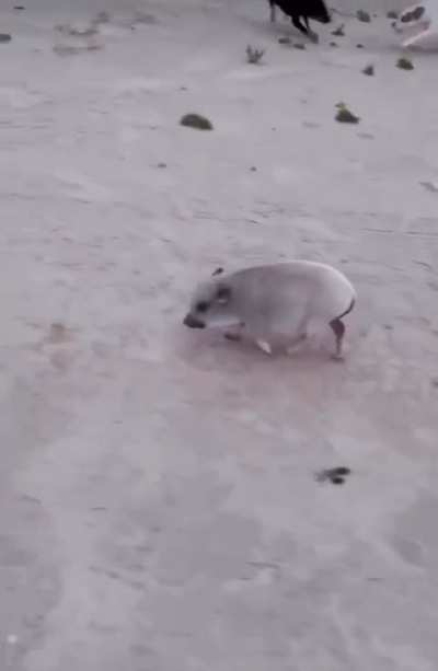Pig
