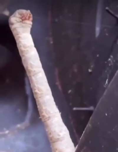 idk what this is but I’d keep it away from my urethra thank you