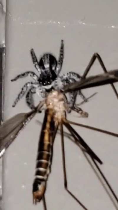 Jumping spider at my work caught a CRANE FLY! So cool. Very proud.