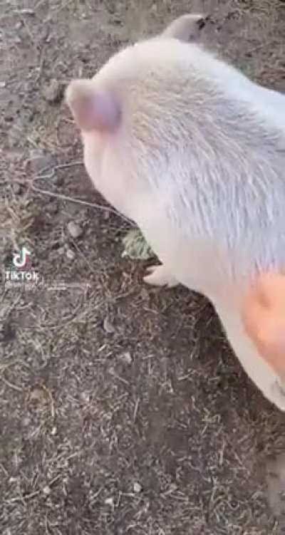 fat fuck
