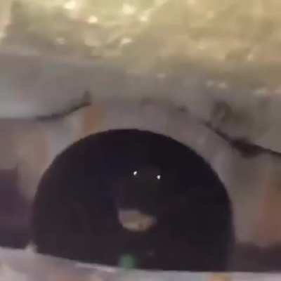 Man discovers huge alligator in his sewer drain 🐊