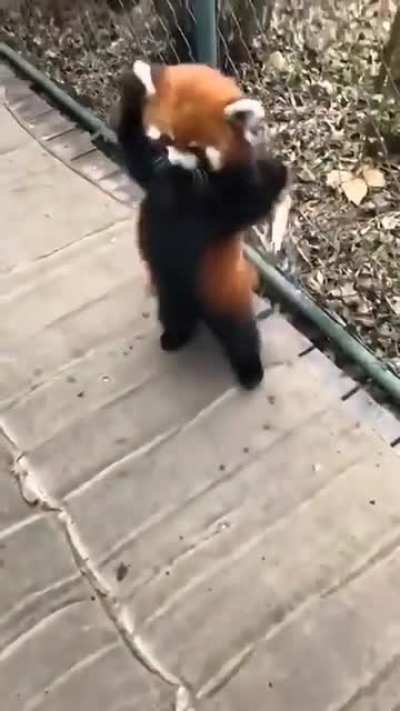 Back for another panda