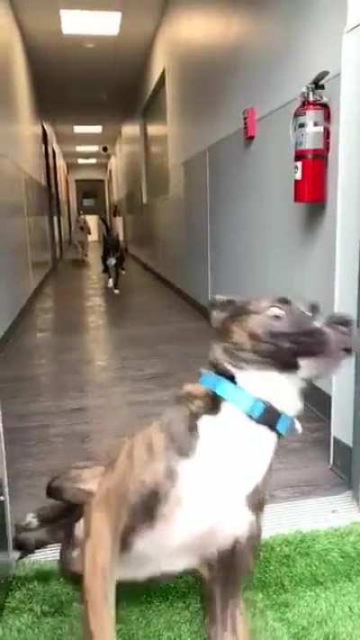 Doggo goes brrrrrr