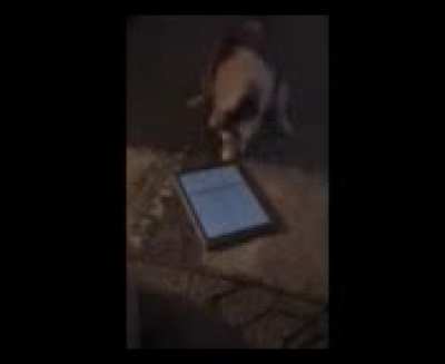My mom's cat, Marshmallow, loves playing on the iPad. Mom said, 
