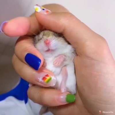 Happy hamster