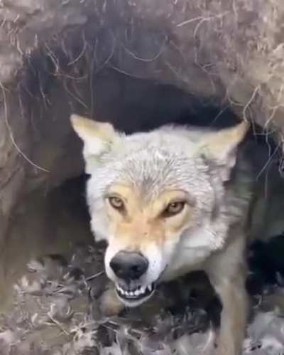 Stick a camera in her den? Naaaah! She won’t mind!